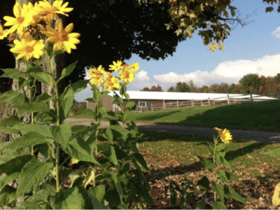 Shadow Facs Farm
